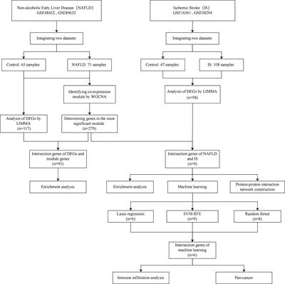 Integrated bioinformatics and machine-learning screening for immune-related genes in diagnosing non-alcoholic fatty liver disease with ischemic stroke and RRS1 pan-cancer analysis